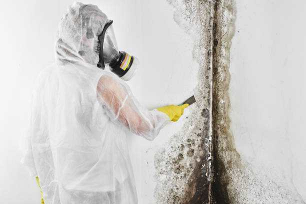 Best Residential Mold Removal  in Hopelawn, NJ