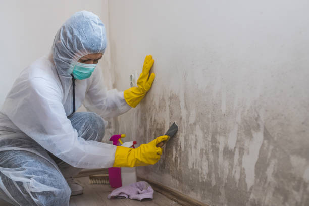 Mold Testing and Removal in Hopelawn, NJ