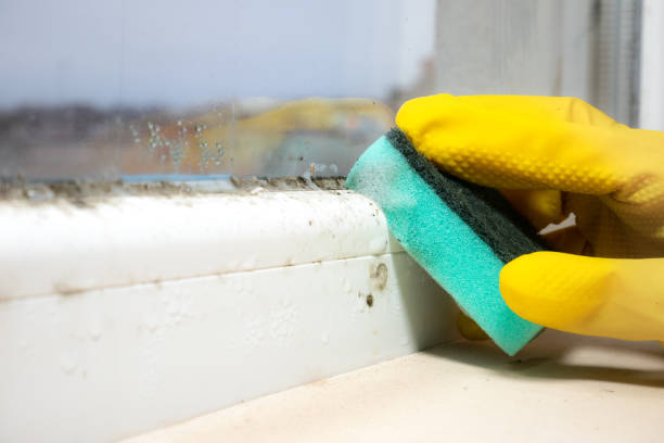 Best Black Mold Removal  in Hopelawn, NJ