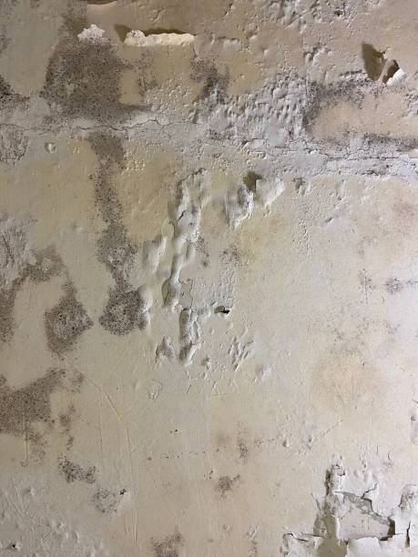 Best Mold Remediation  in Hopelawn, NJ