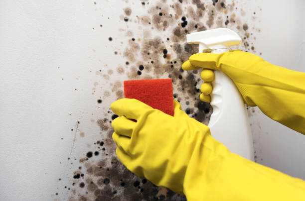 Best Emergency Mold Removal  in Hopelawn, NJ