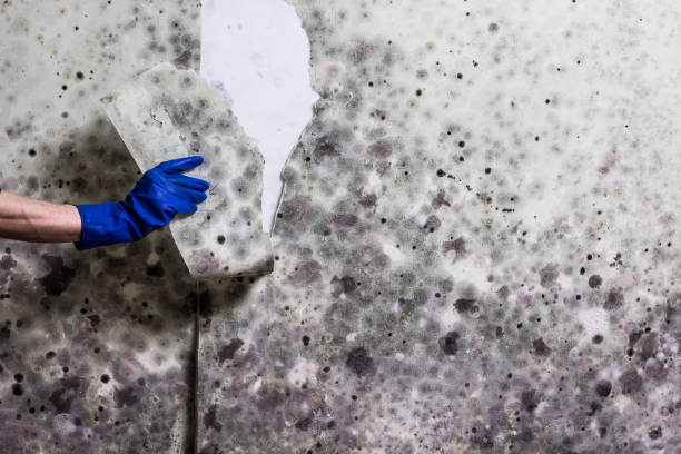 Best Toxic Mold Removal  in Hopelawn, NJ